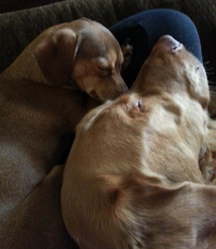 Chief & Kali snuggling together on my lap.